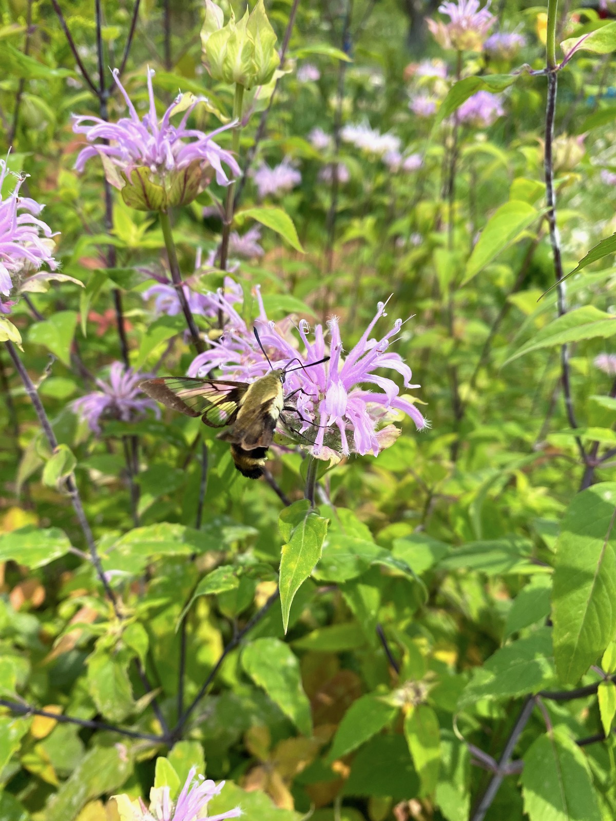 Bee Balm and Hummingbird Mimic