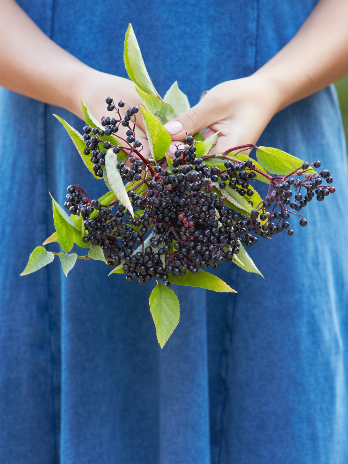 Harvesting Elderberries