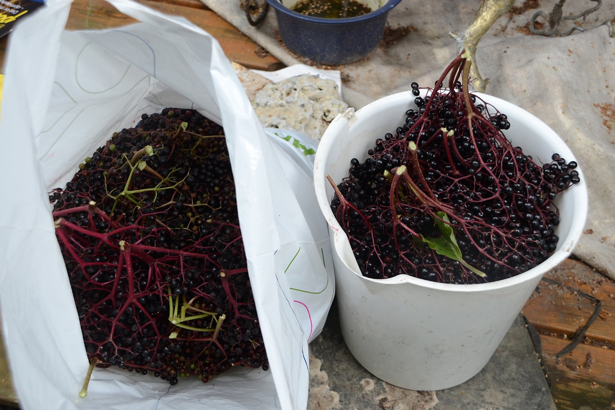 Home harvested elderberries