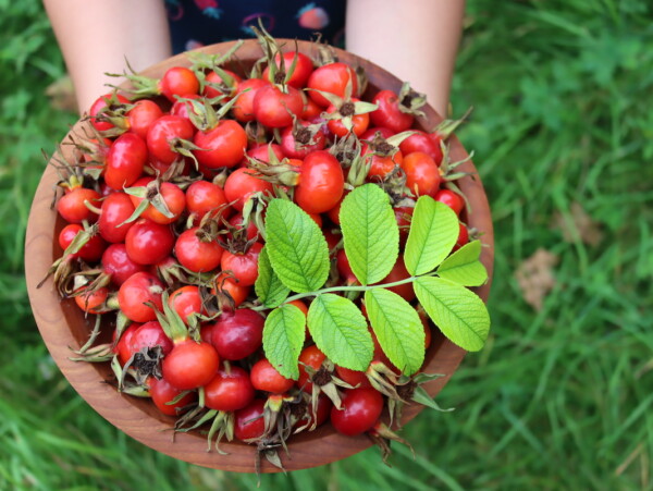 Bowl of Rose Hips