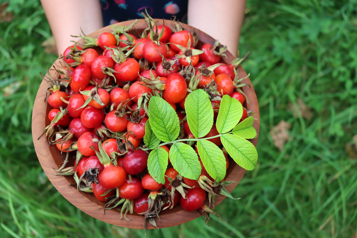 Bowl of Rose Hips