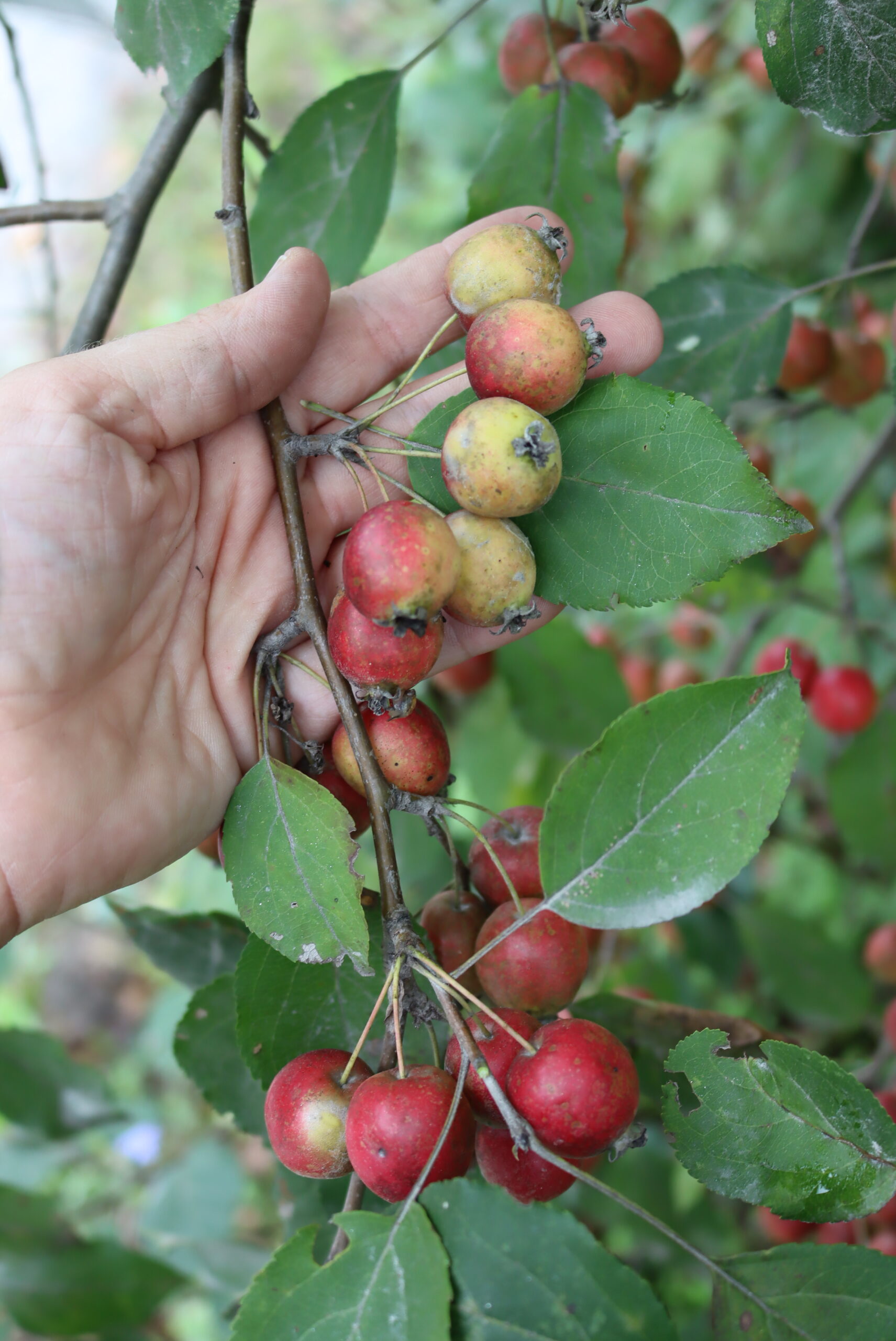 Crabapple fruit