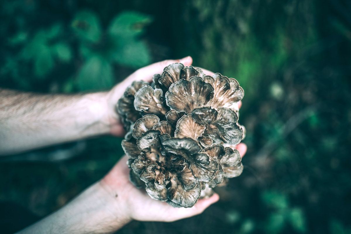 Foraging Maitake Mushrooms