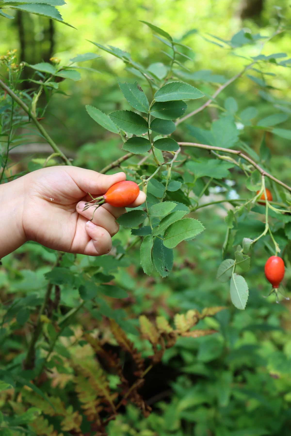 Harvesting Rose Hips