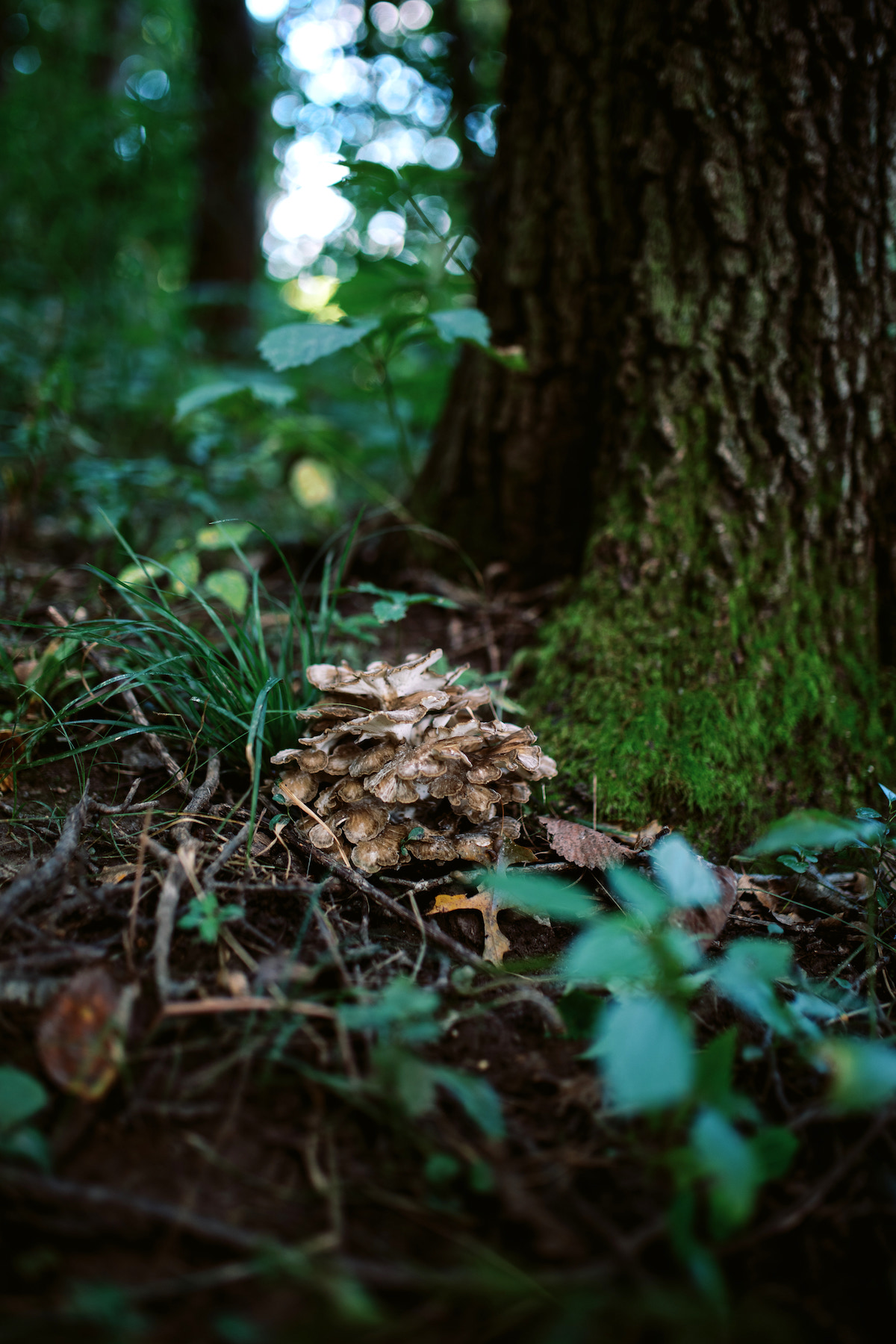 Hen Of The Woods Mushroom