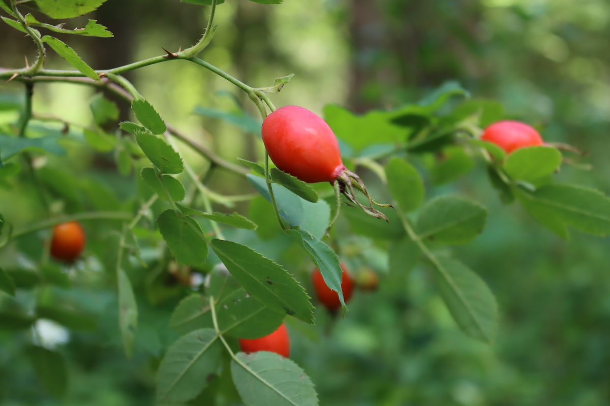 Ripe Rose Hips