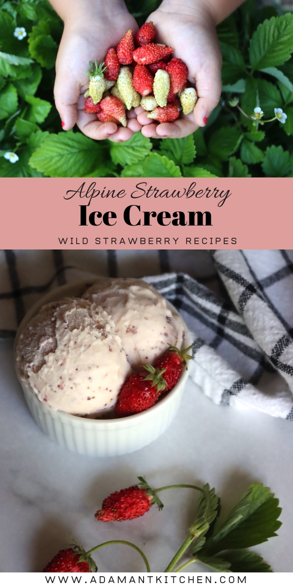 Alpine Strawberry Ice Cream Recipe