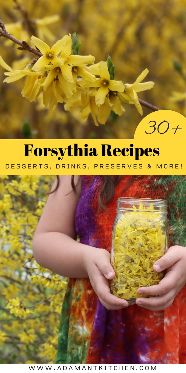 Forsythia Recipes
