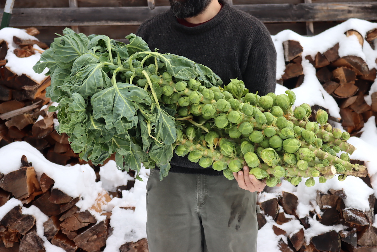 Brussels Sprout Harvest