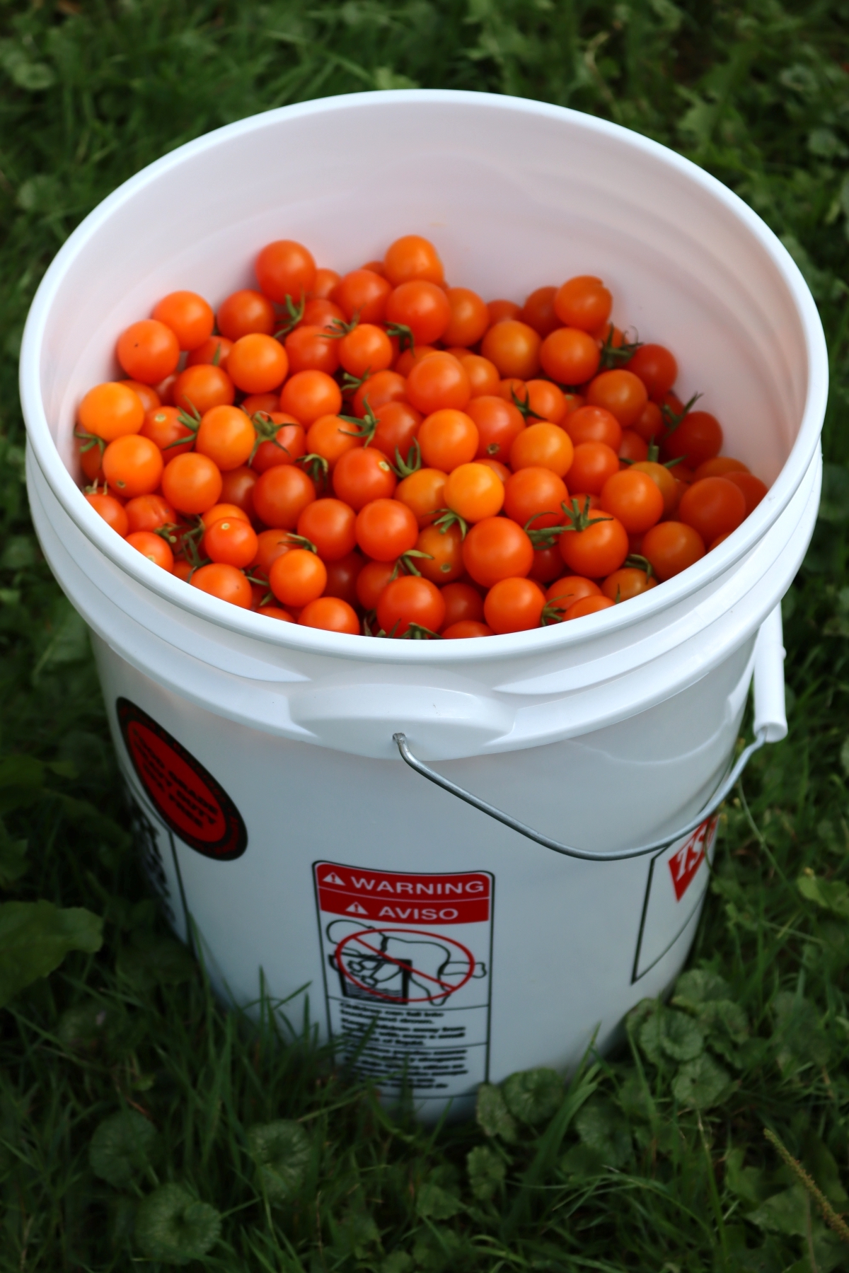 Bucket of Cherry Tomatoes