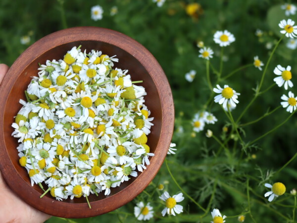 Chamomile