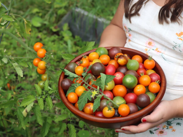 Cherry Tomatoes