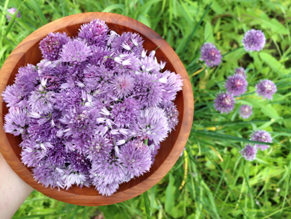 Chive Blossom Recipes