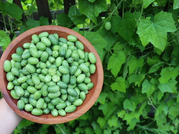 Cucamelon Recipes