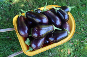 Harvest of Eggplant