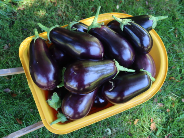 Harvest of Eggplant