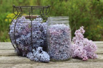 Edible Lilac Flowers