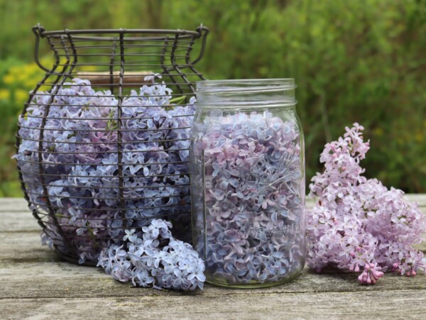 Edible Lilac Flowers