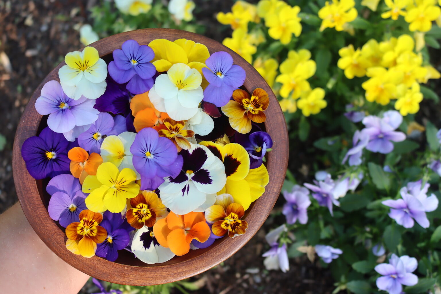 40+ Pansy Recipes (Yes, Pansies are edible!) - Adamant Kitchen