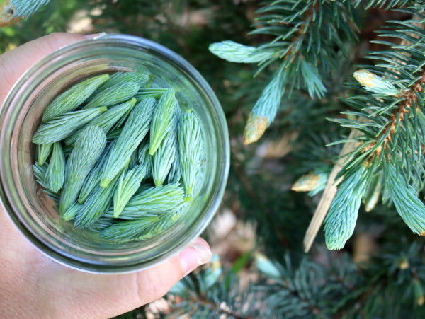 Spruce Tips