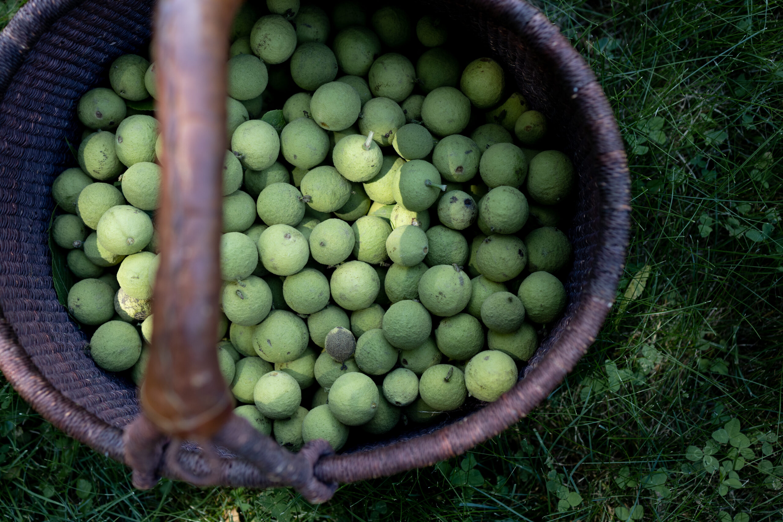 Green Walnuts in Basket