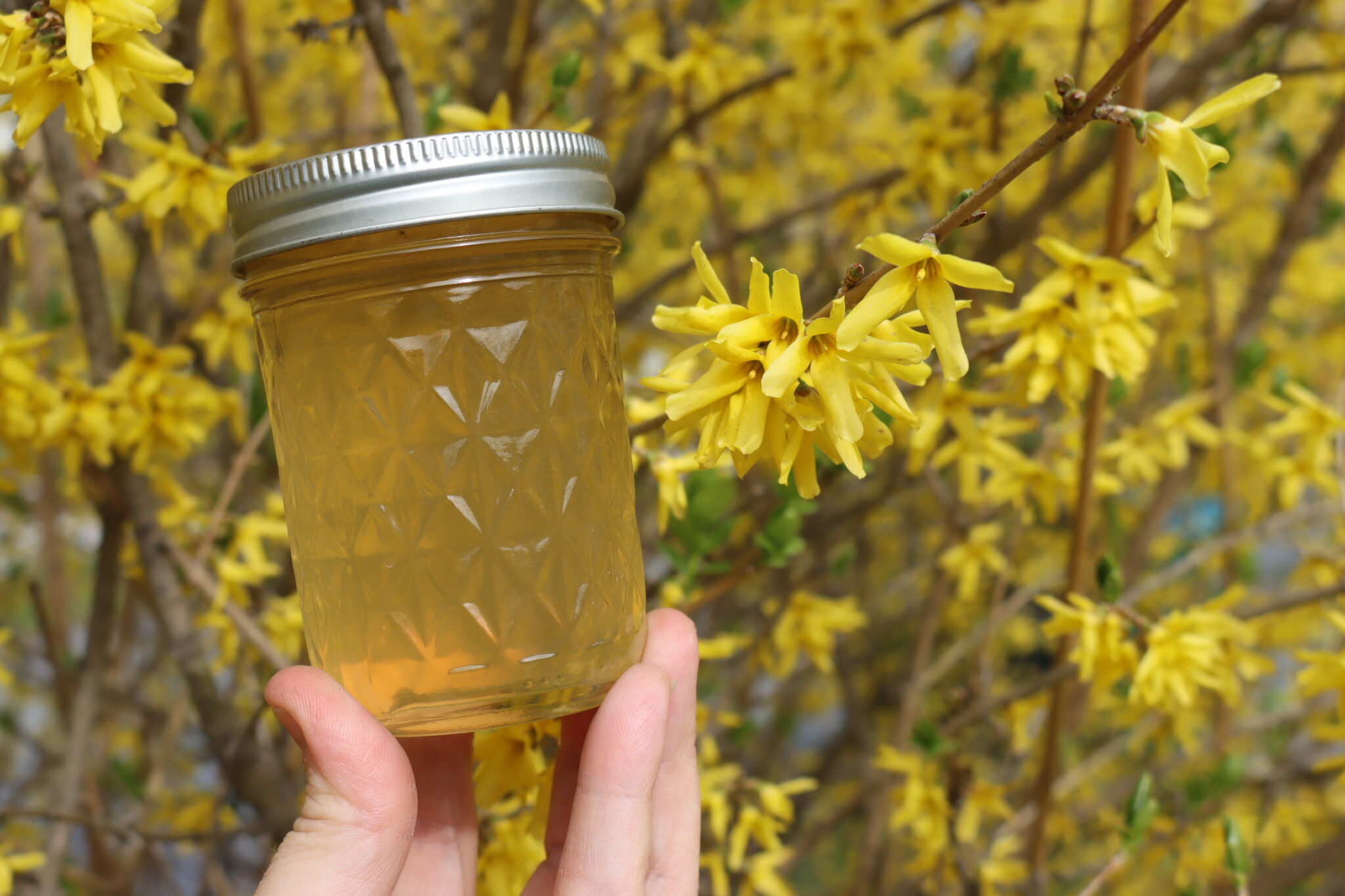 30+ Forsythia Recipes (Yes, it’s Edible!)