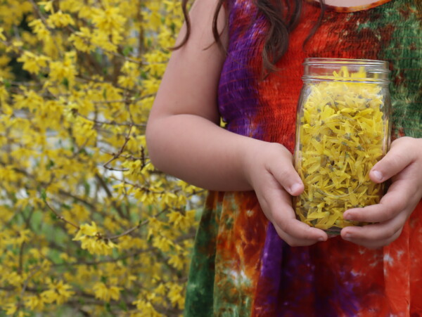 forsythia recipes