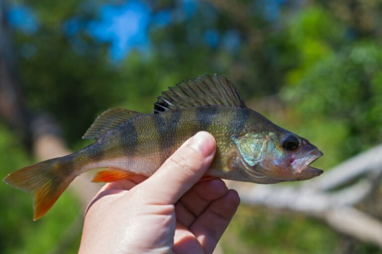 50+ Perch Recipes (for Your Wild Catch) Adamant Kitchen