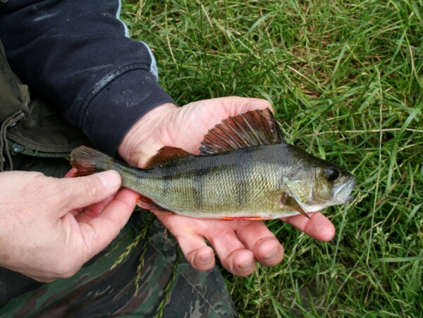 Wild caught perch