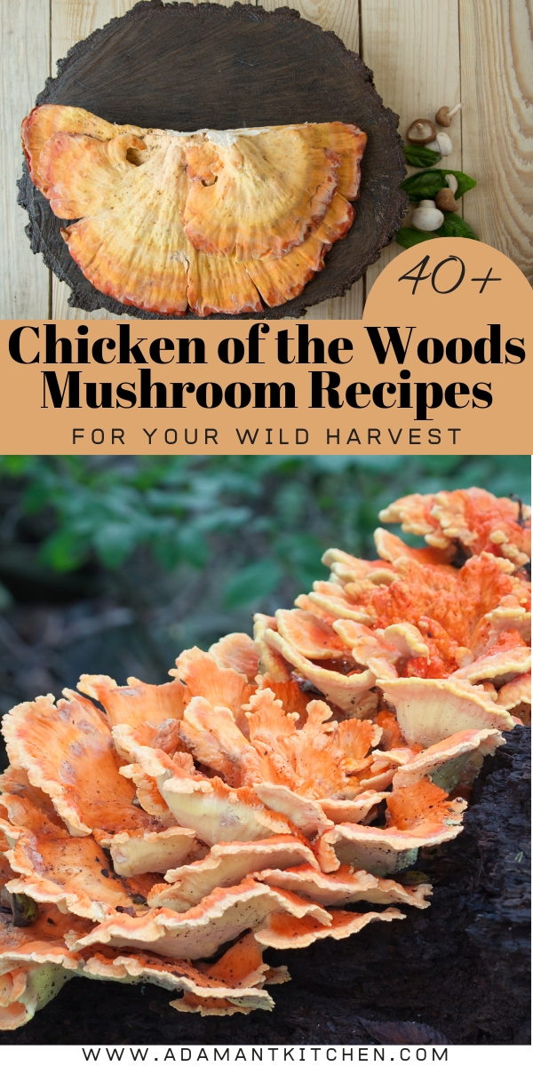 Chicken of the Woods Mushroom Recipes