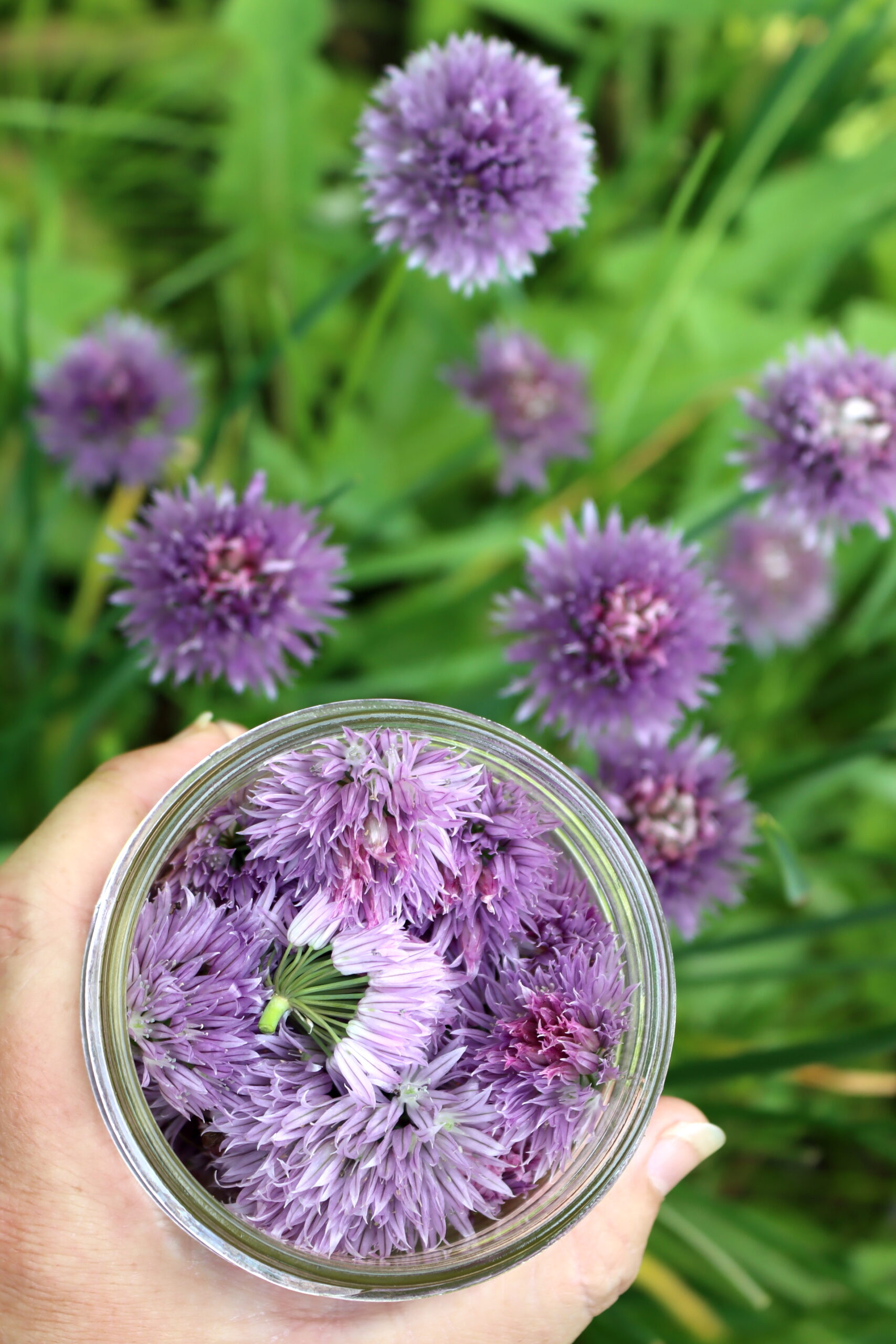 Gathering Chive Blossoms