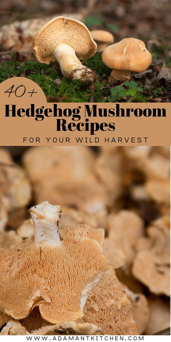 Hedgehog Mushroom Recipes