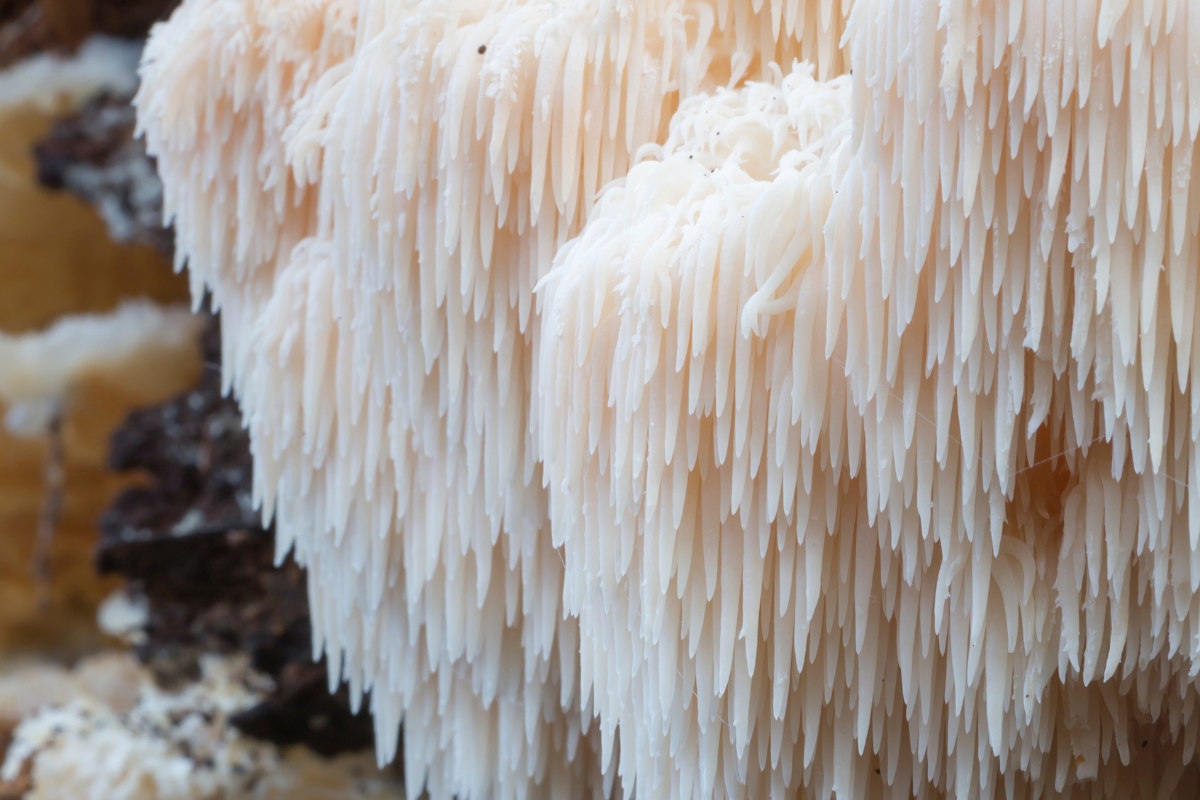 Lion's Mane Mushroom Closeup