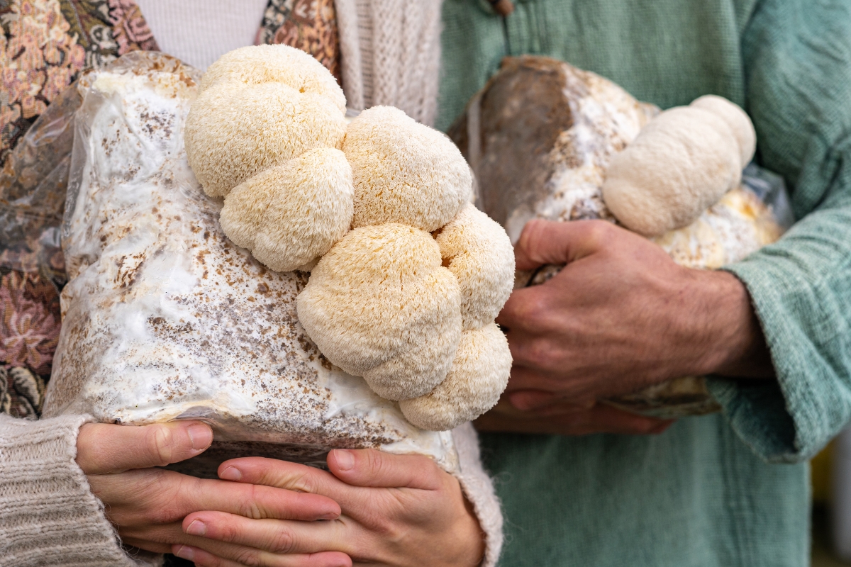 Lion's Mane Mushroom Cultivation