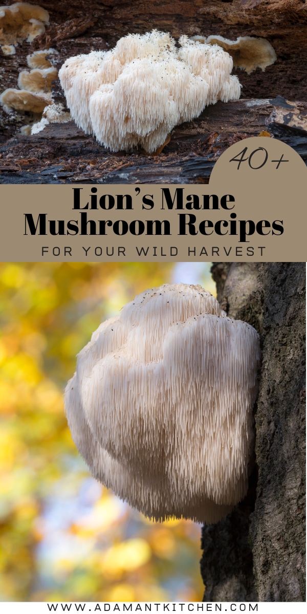 Lion's Mane Mushroom Recipes