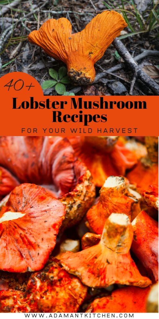 40+ Lobster Mushroom Recipes