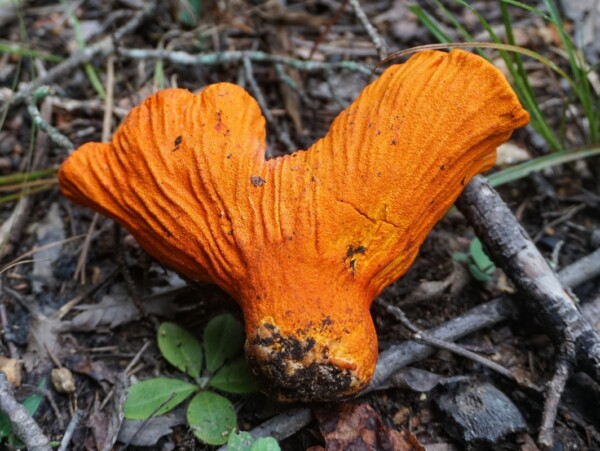 Lobster Mushrooms