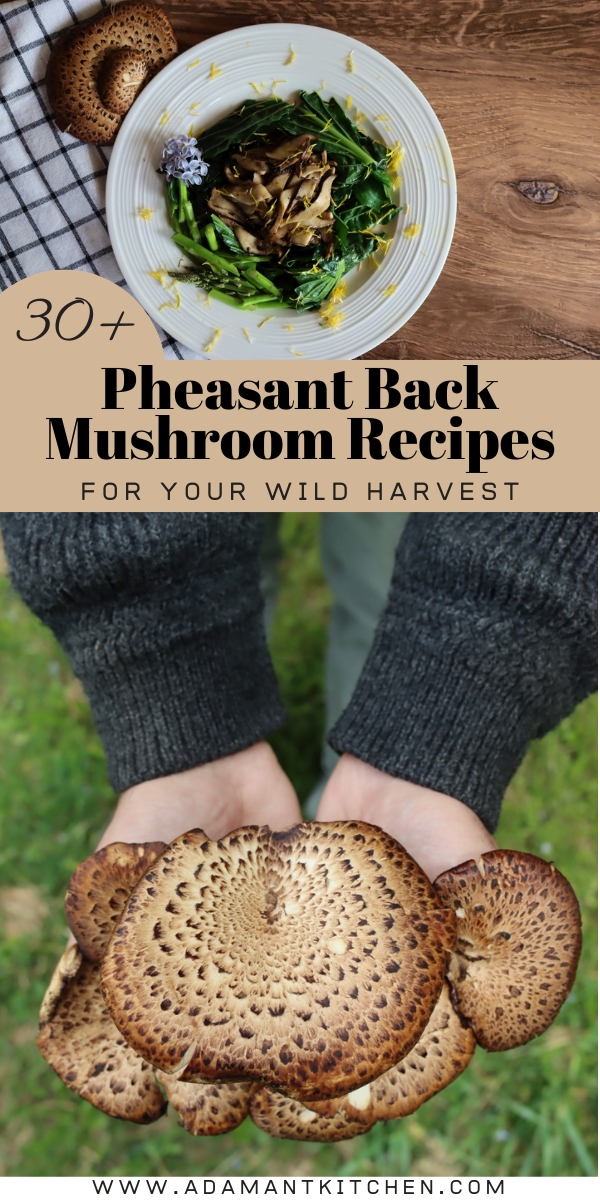 Pheasant Back Mushroom Recipes
