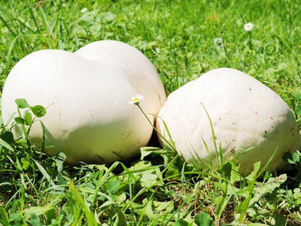 Puffball Mushroom