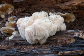 Wild Lion's Mane Mushroom