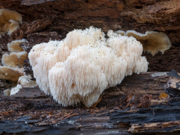 Wild Lion's Mane Mushroom