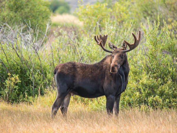 Moose Meat Recipes