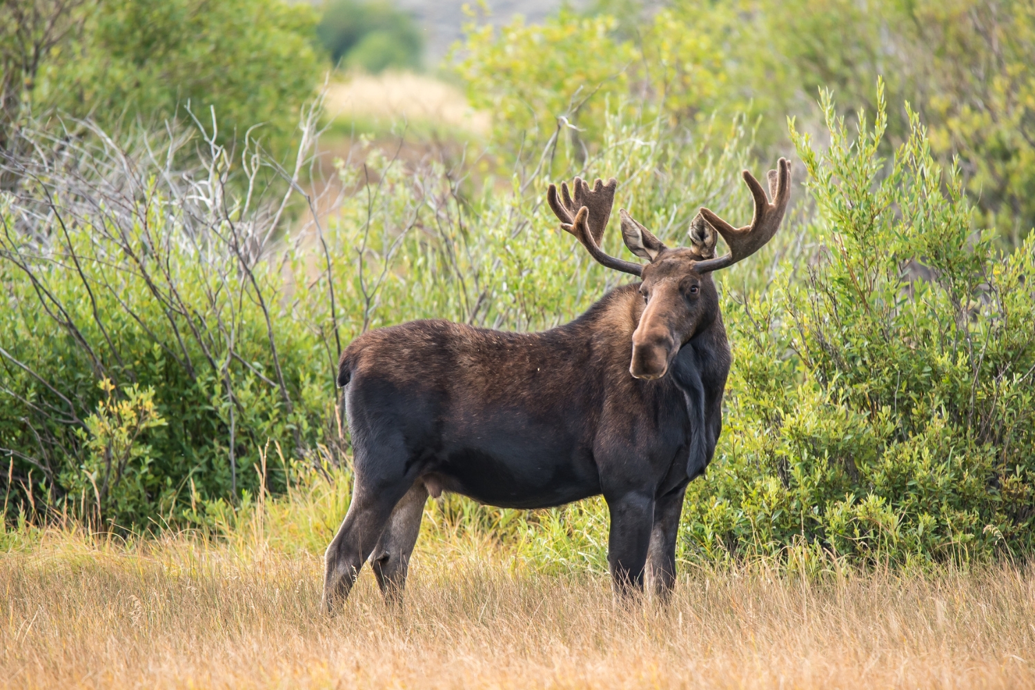 Moose Meat Recipes