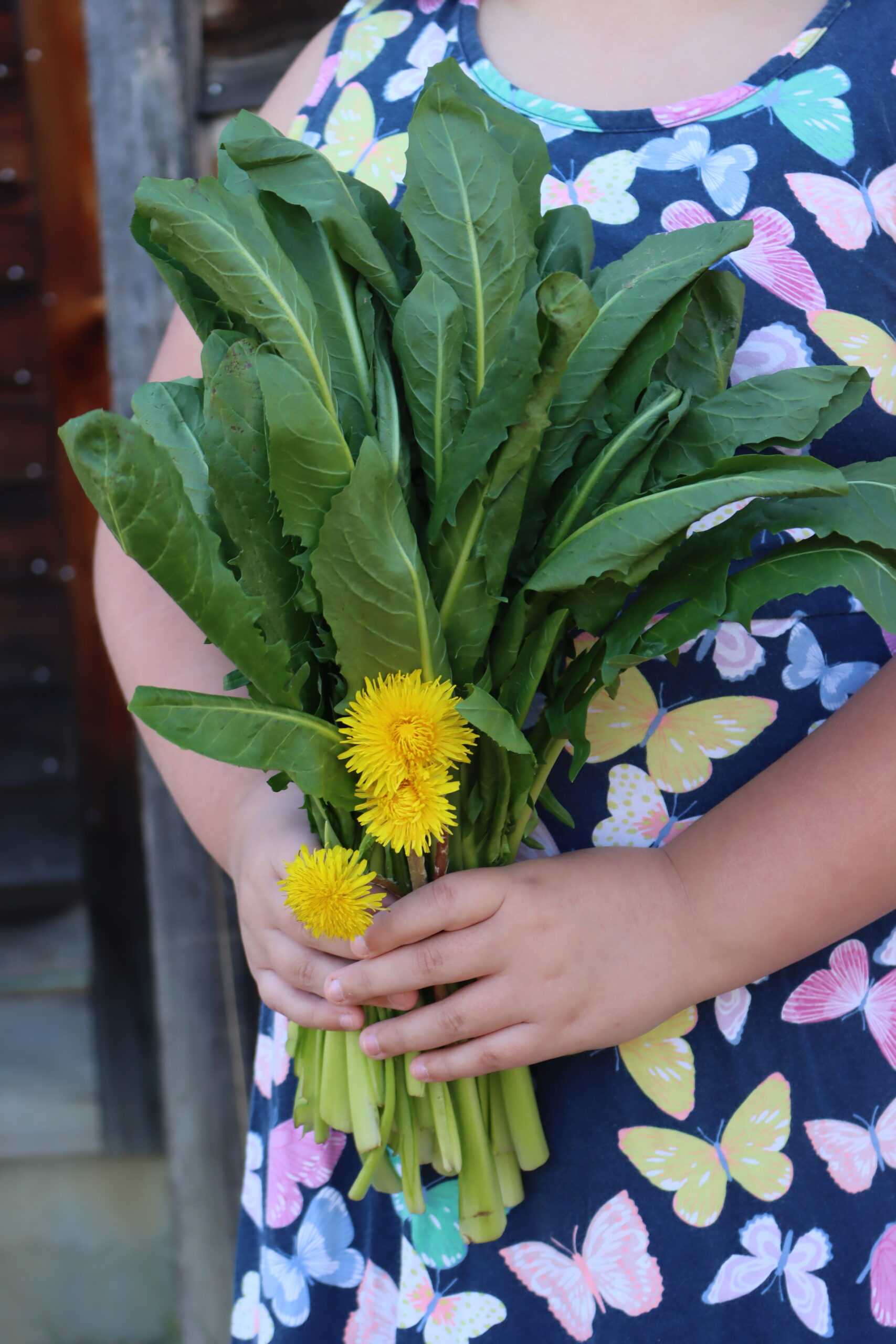 Dandelion Greens