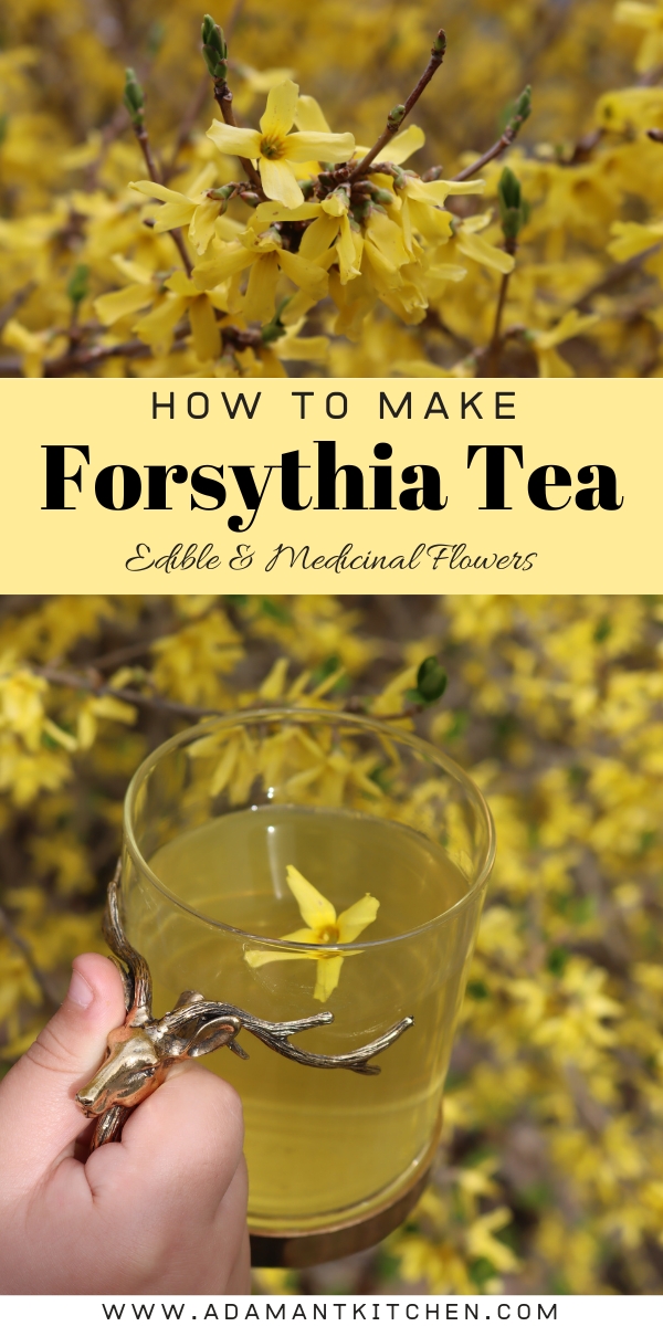 Forid Tea Forsythia Tea - Adamant Kitchen