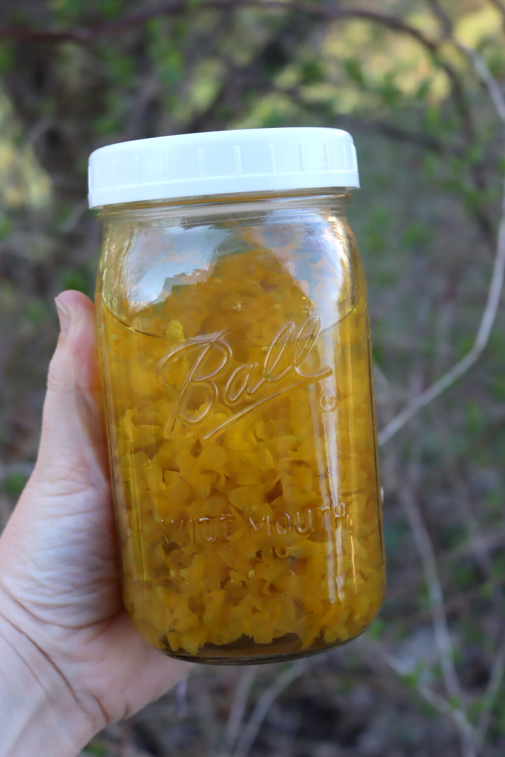Forid Tea Forsythia Tea - Adamant Kitchen