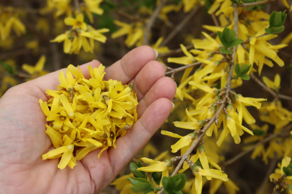 Harvesting Forsythia