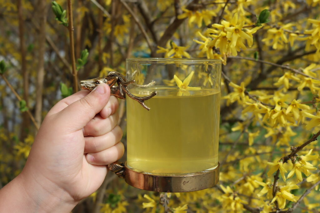 forsythia tea