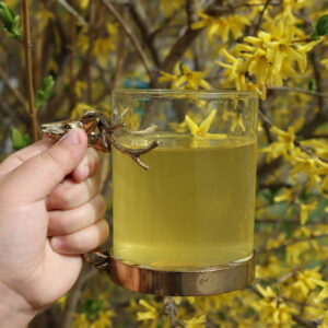 forsythia tea