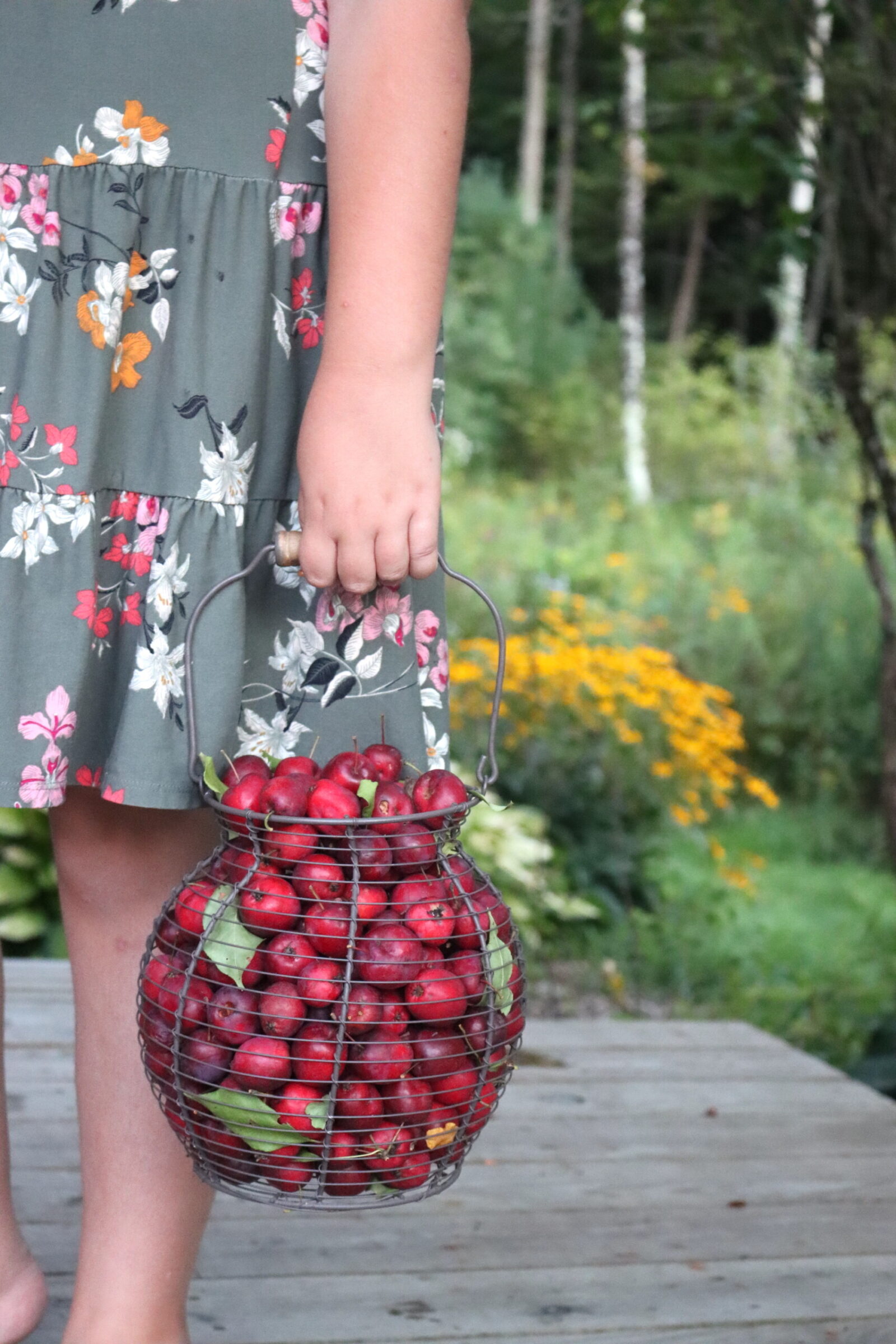 Basket of freshly picked Dolgo crabapples
